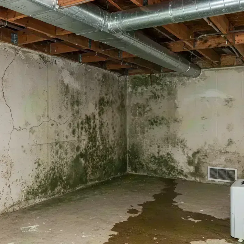 Professional Mold Removal in Ozark, MO